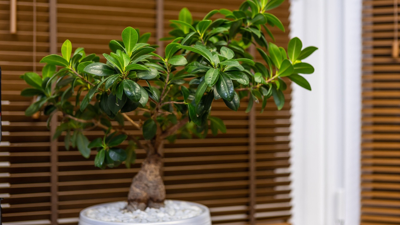 Ficus ginseng in interior. Home gardening concept.