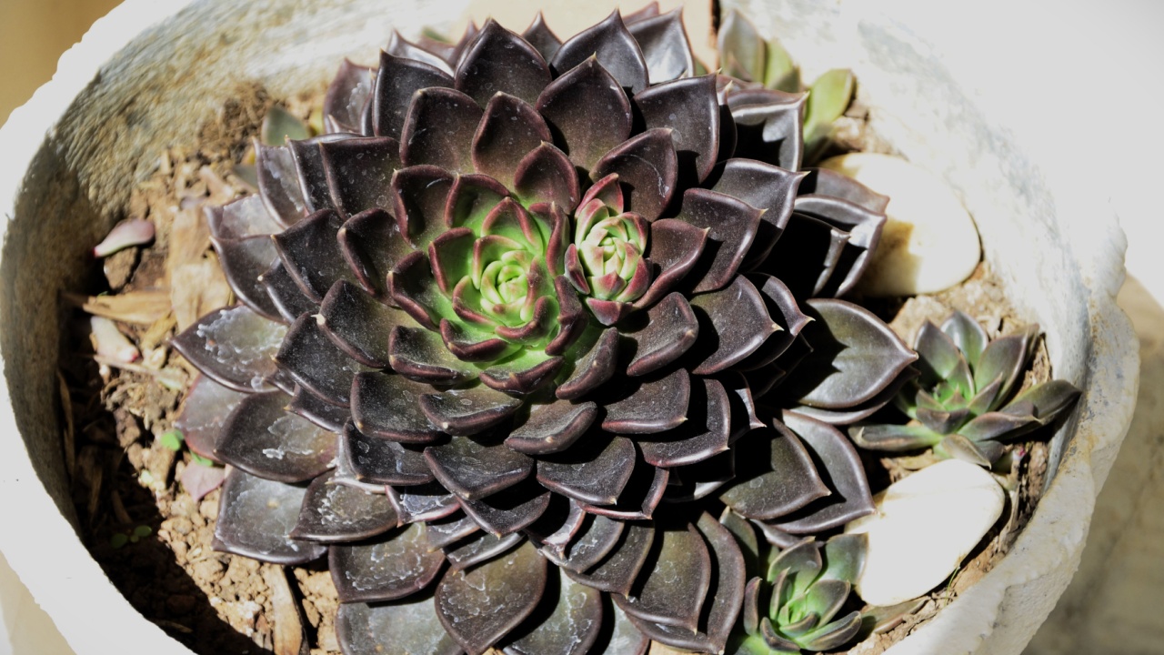 Large succulent echeveria black prince in vase
