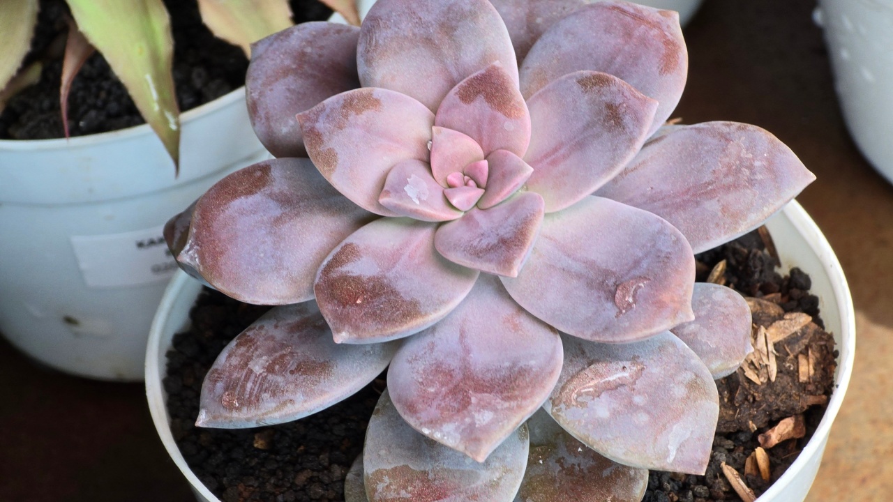 A close-up view of a purple succulent plant in a white pot.