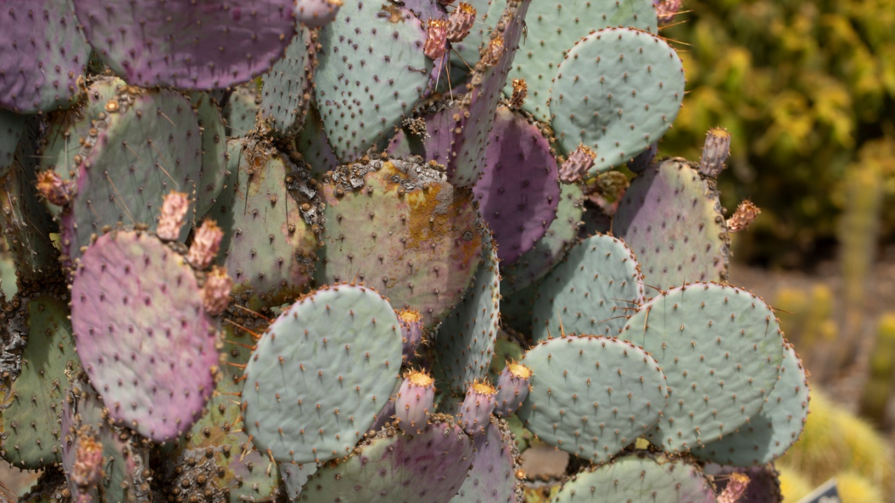 A view of a violet prickly pear cactus plant.