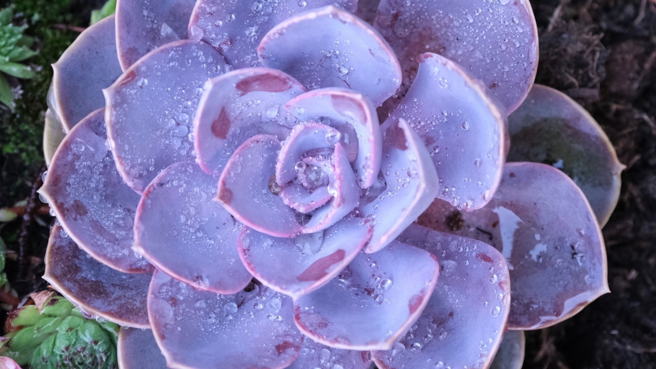 Purple succulent after the rain