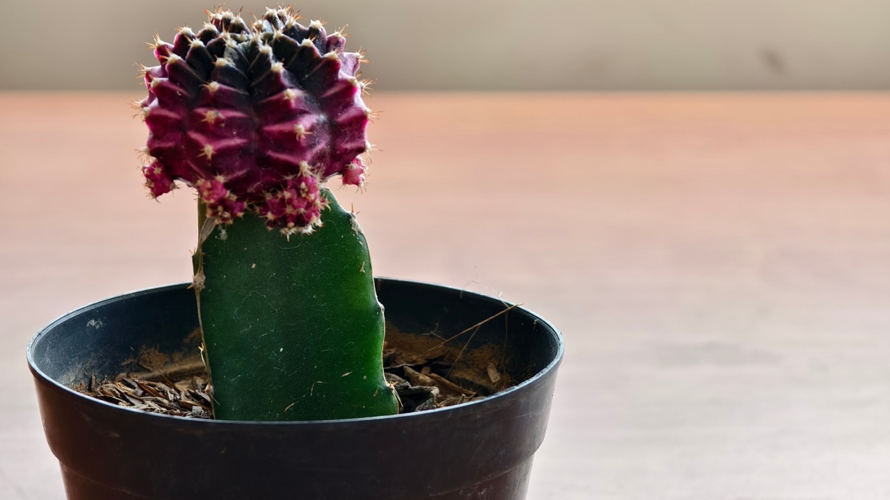 A close-up of a purple moon cactus (Gymnocalycium mihanovichii) in a black plastic pot, placed on a wooden surface.