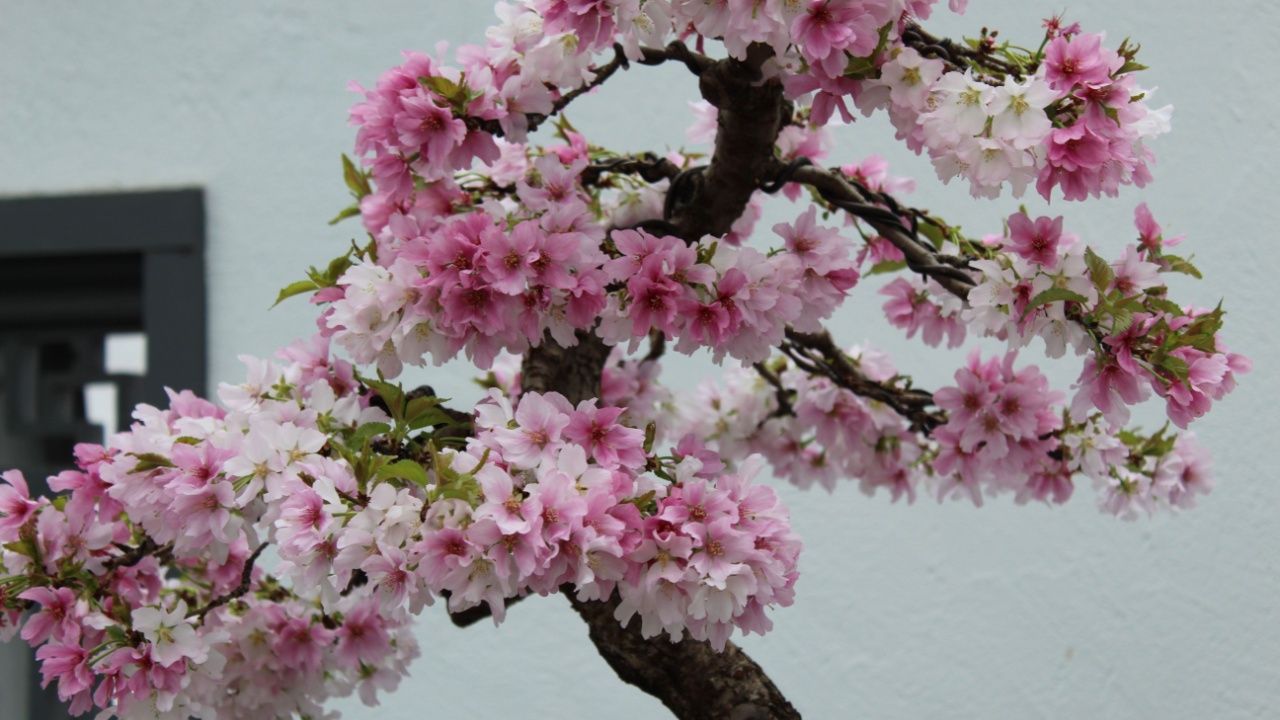 blooming pink cherry blossom bonsai tree