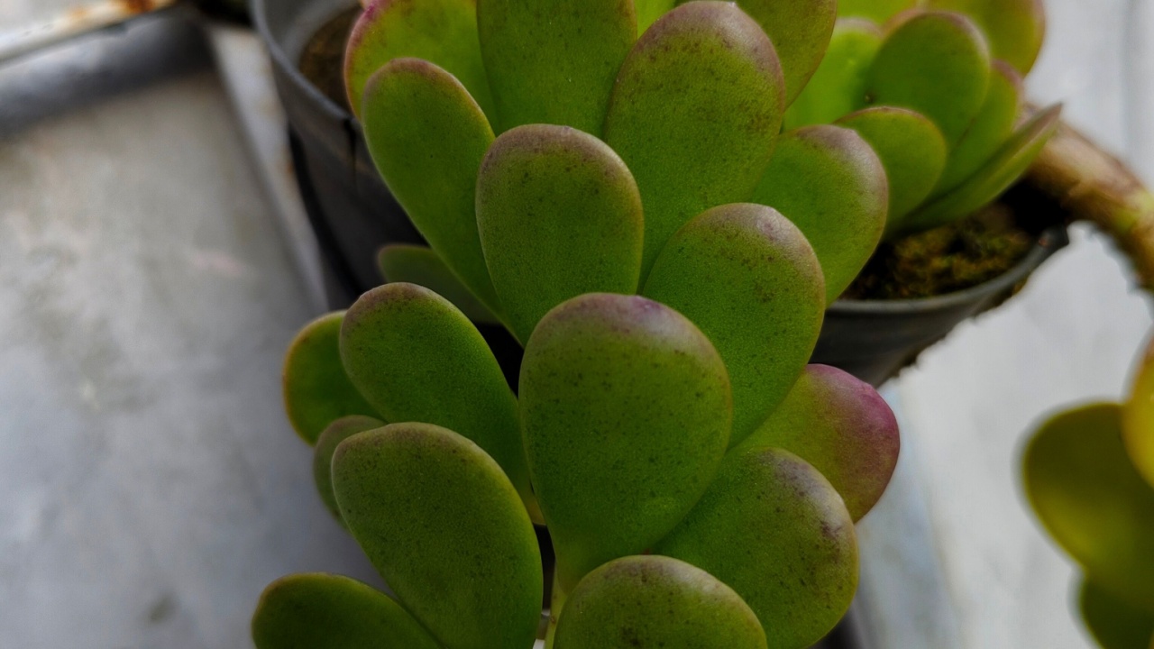 The kleinia petraea or senecio jacobsenii plant
