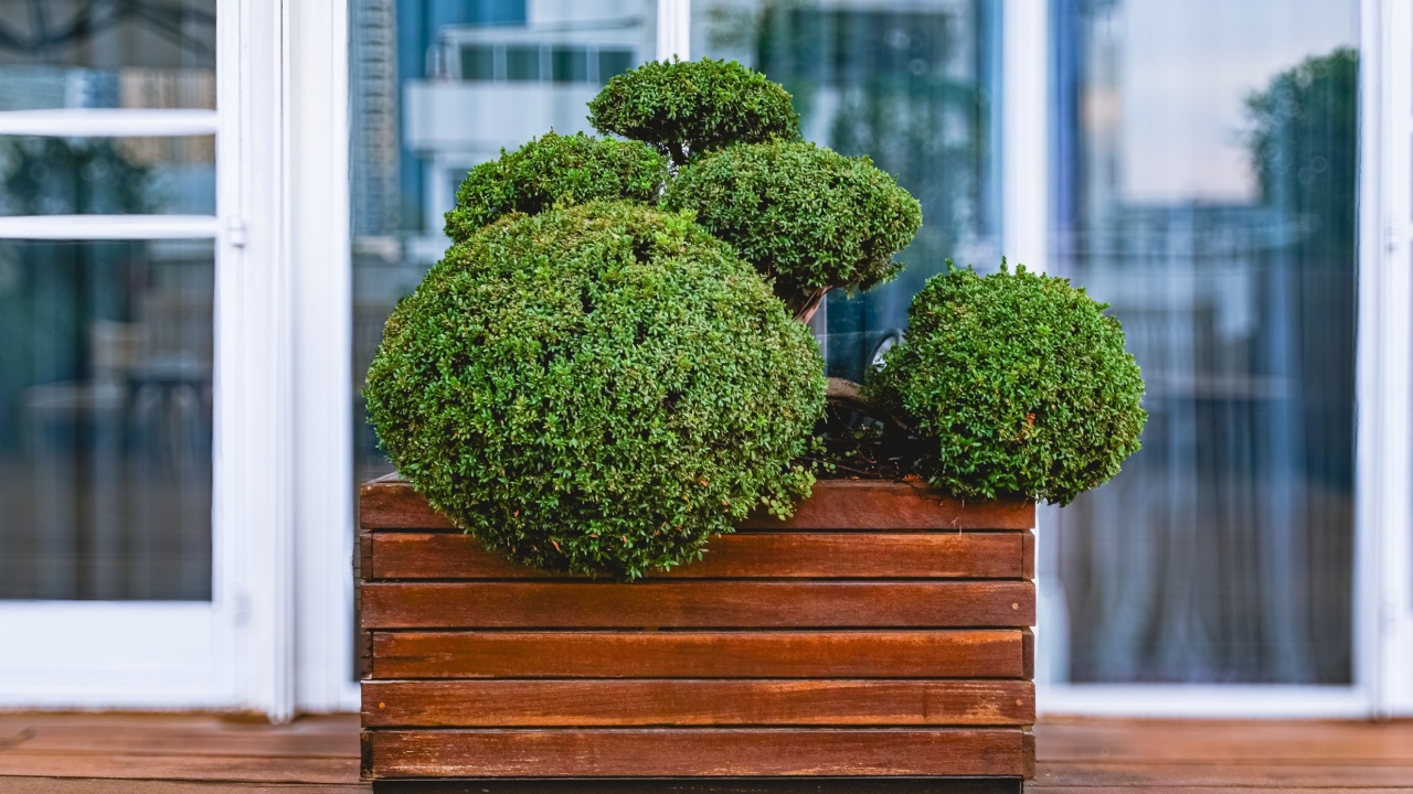 A beautiful boxwood bonsai tree placed on a balcony in a wooden container. The lush greenery adds a touch of nature to the outdoor space, creating a peaceful and serene atmosphere. Perfect for illustr