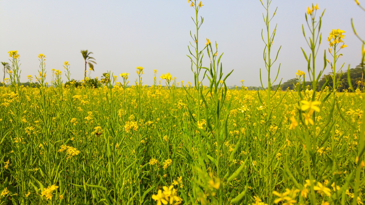 Field mustard Brassica napus or Brassica napus Field mustard Brassica napus or Brassica napus