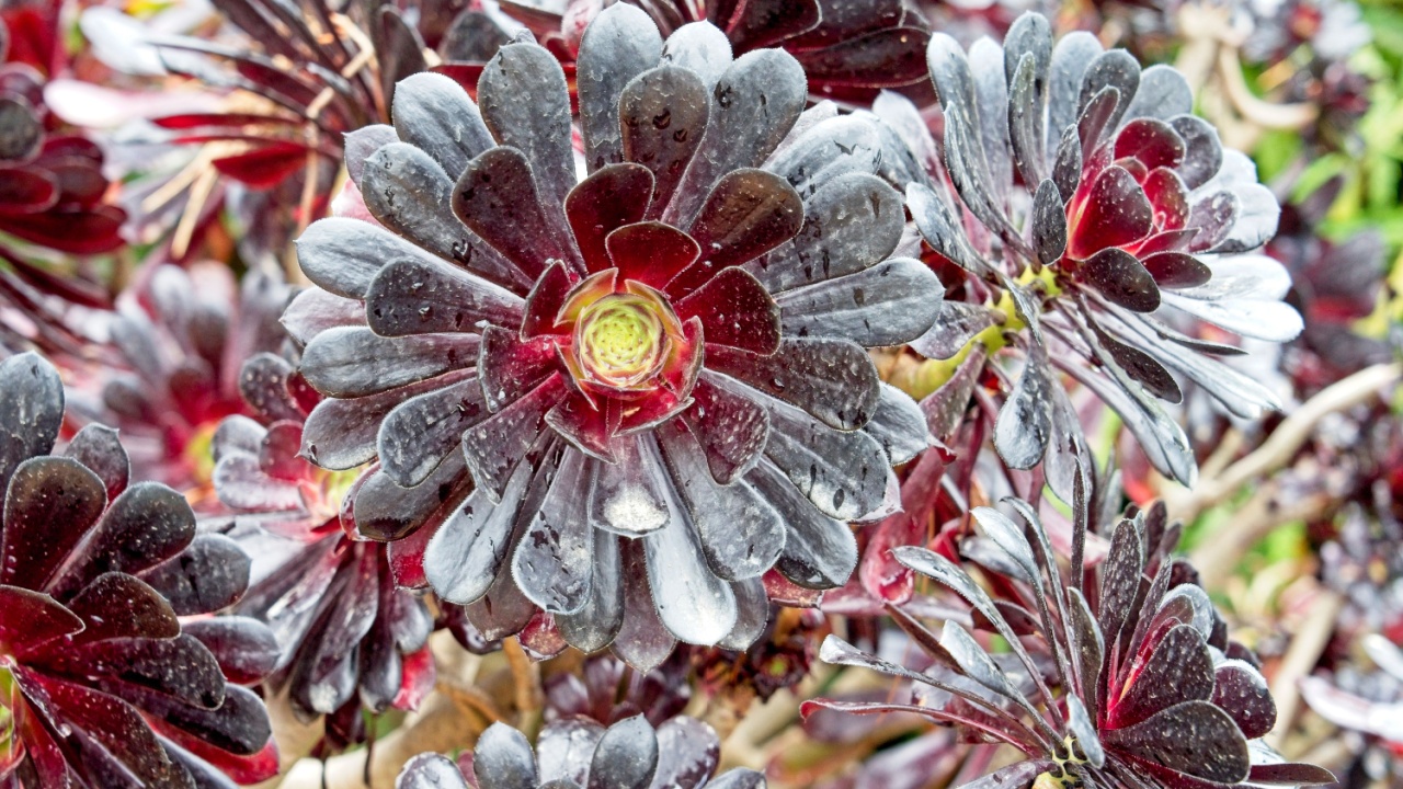 The beautiful plant Aeonium arboreum var. atropurpureum has a black shiny flower