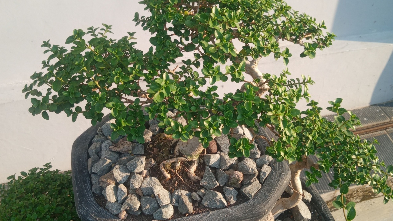 A top view of a well-maintained bonsai Fukien tea tree (Carmona retusa) planted in a black pot with decorative stone mulch. The bonsai is placed on a rusty iron plant stand, bathed in warm morning.