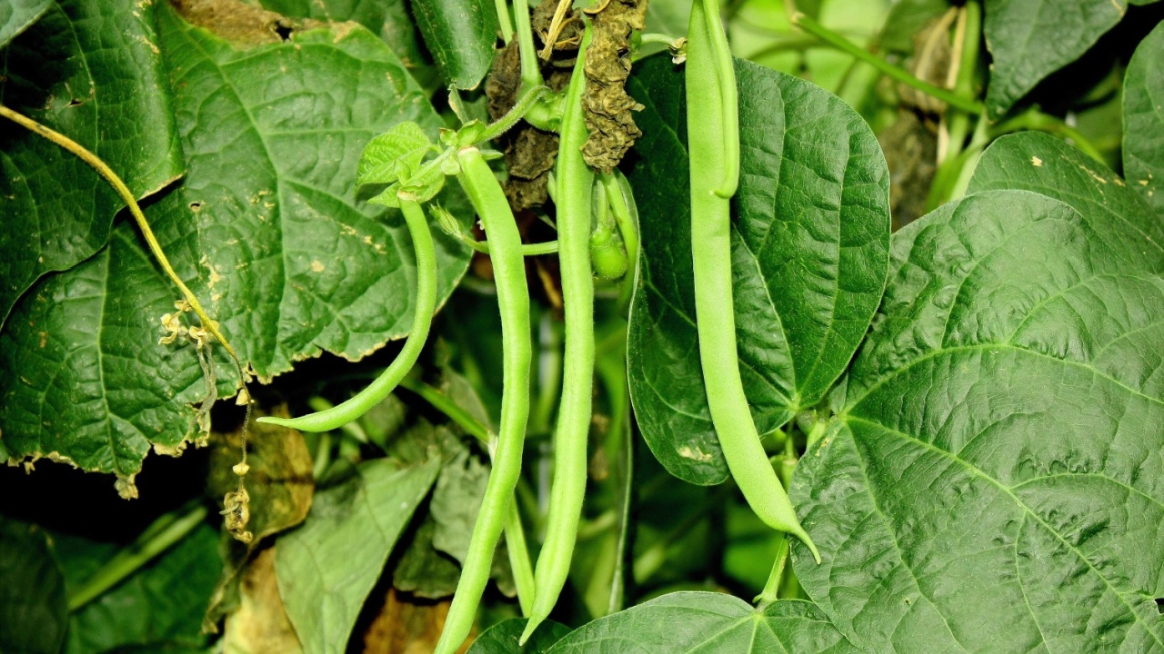 Pole Beans, (Kentucky Wonder common name) ready to be picked. Bean foliage as background Pole Beans, (Kentucky Wonder common name) ready to be picked. Bean foliage as background