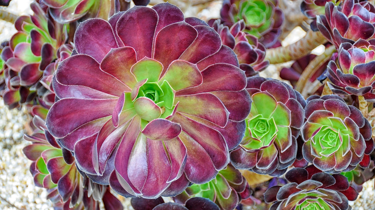 Purple pinwheel Aeonium succulents growing in the garden