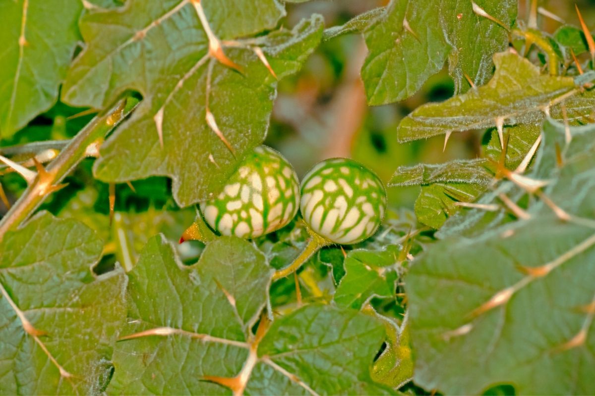 Solanum viarum