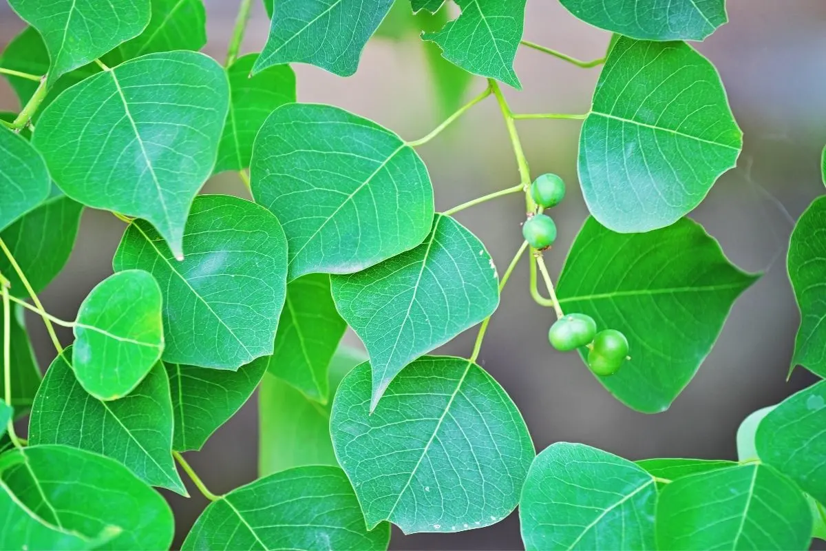 Triadica sebifera