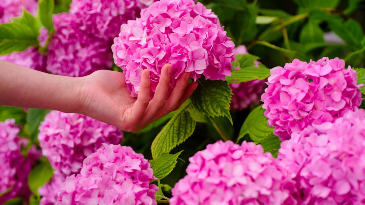 Woman care of flowers in garden. hydrangea. Spring and summer. gardener with flowers. Greenhouse flowers. Flower care and watering. soils and fertilizers.