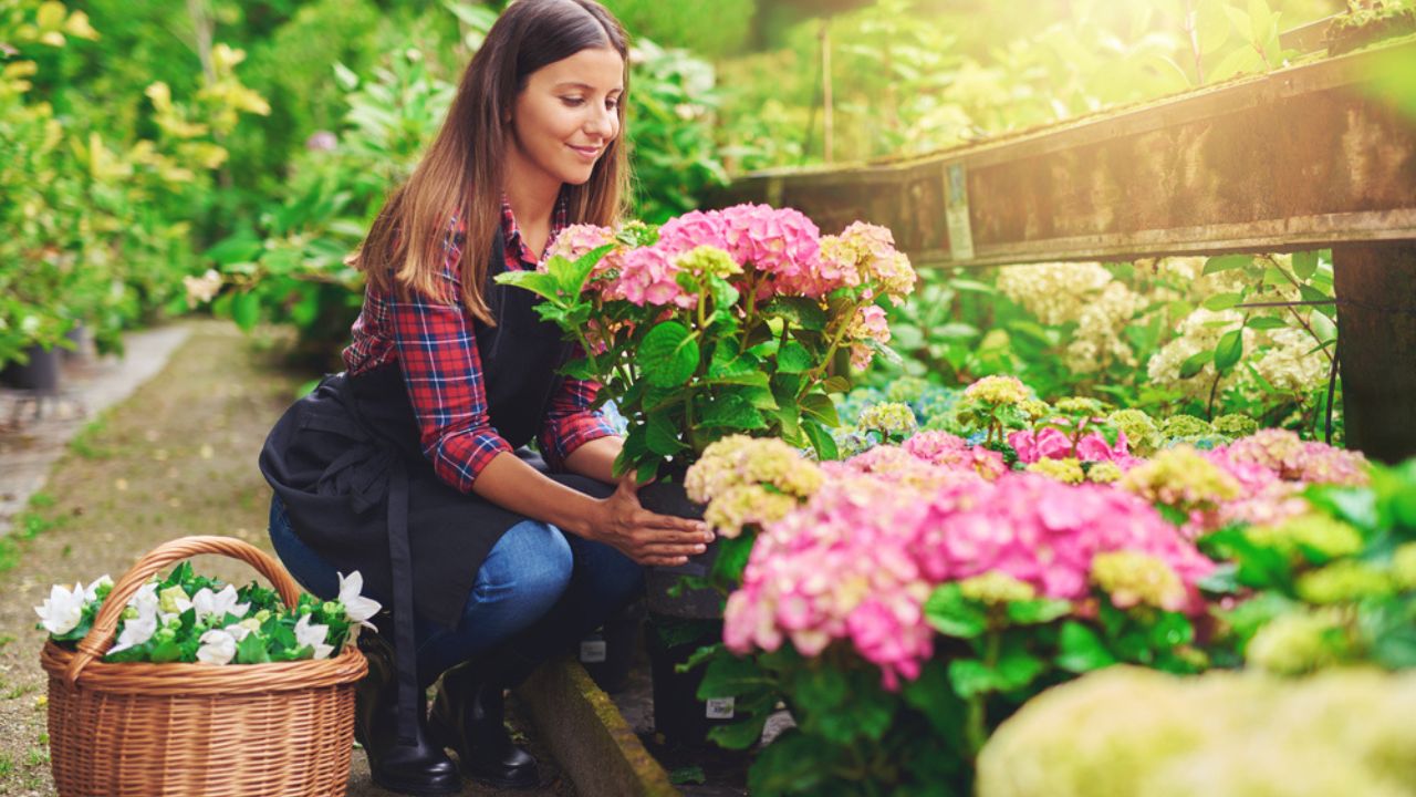 Young woman at a nursery holding a potted pink hydrangea plant in her hands as she kneels in the walkway between plants with a basket of fresh white flowers for sale