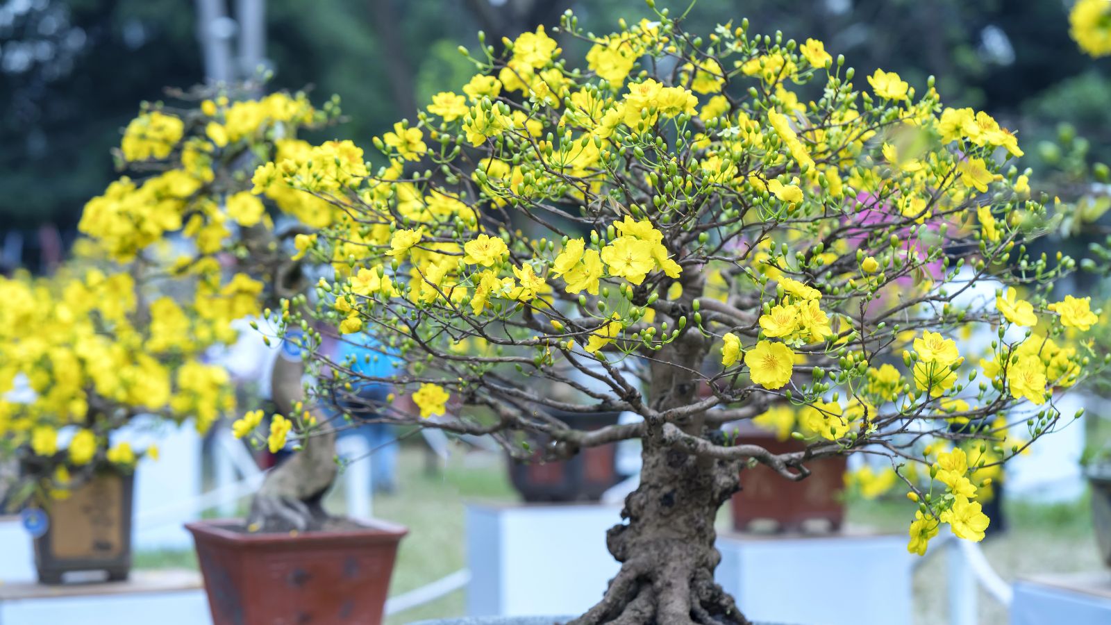 Apricot bonsai tree with yellow flowers.