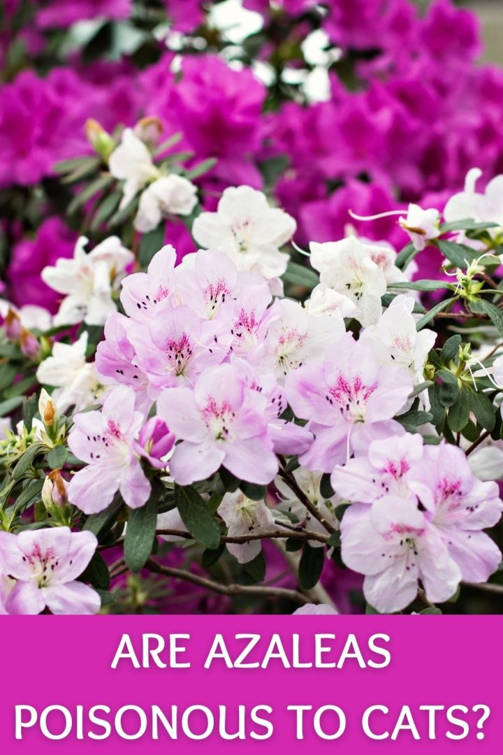 Are Azaleas Poisonous To Cats?