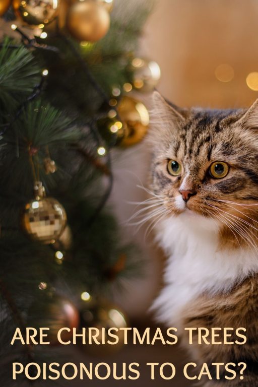 Are Christmas Trees Poisonous To Cats?