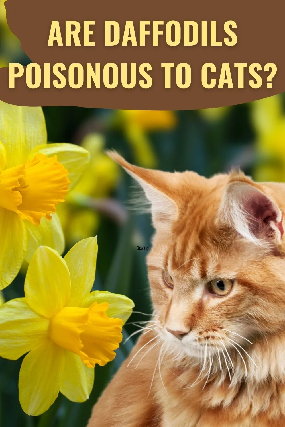 are daffodils poisonous to cats