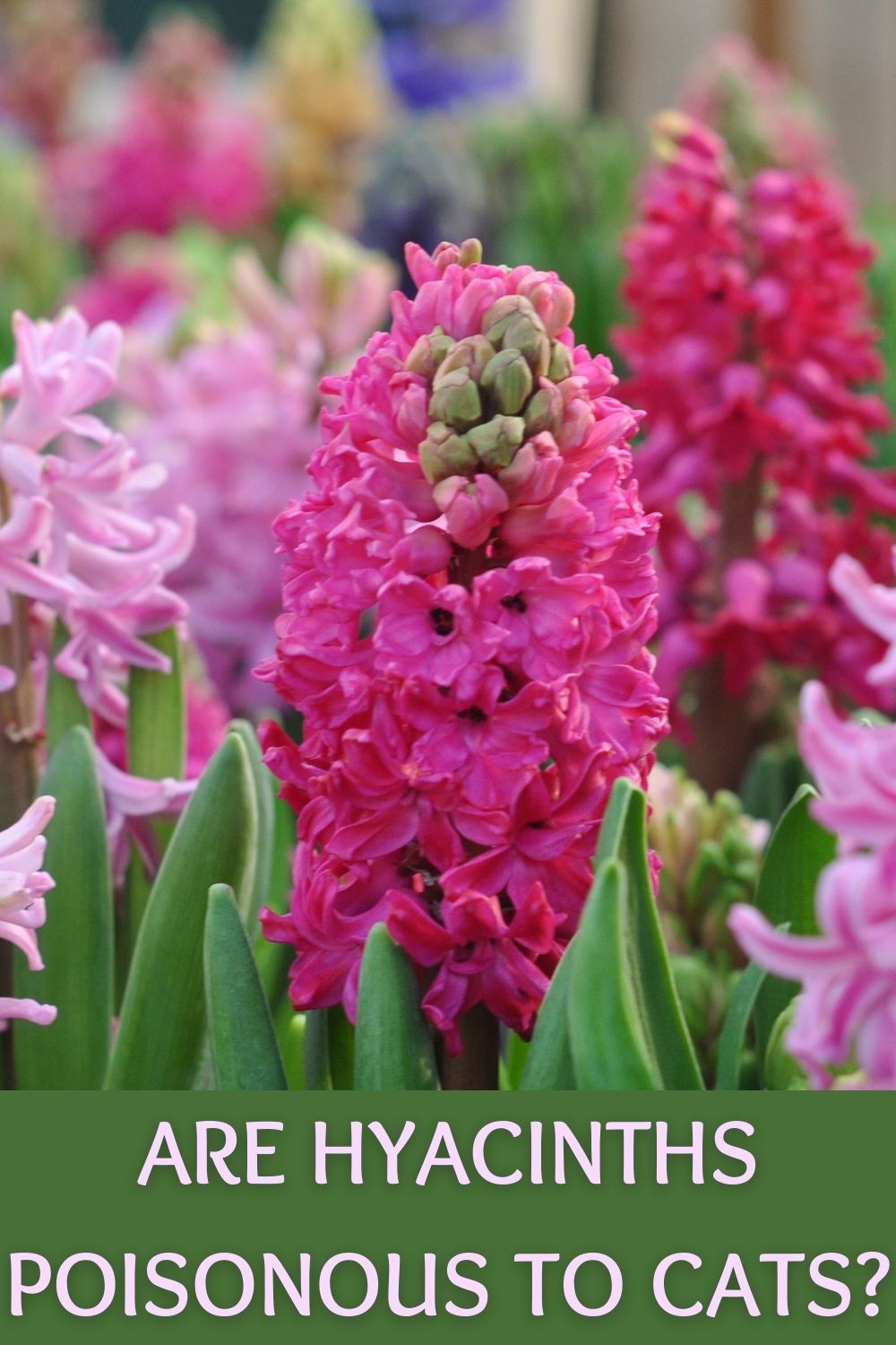are hyacinths poisonous to cats?