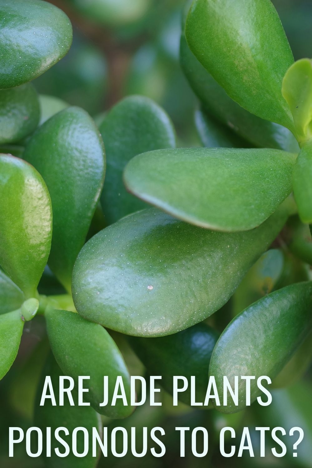 Are jade plants poisonous to cats?