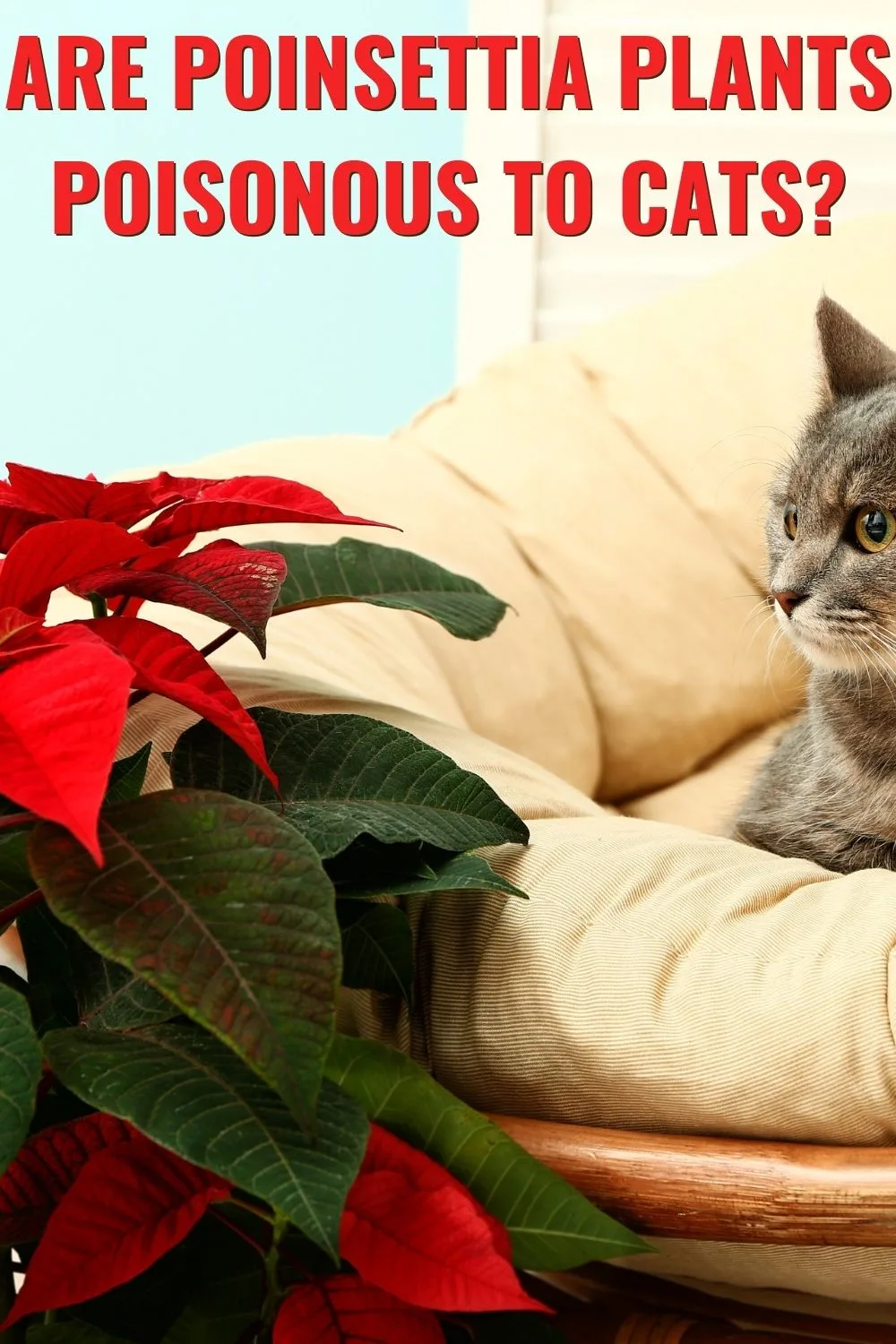 Are poinsettia plants poisonous to cats