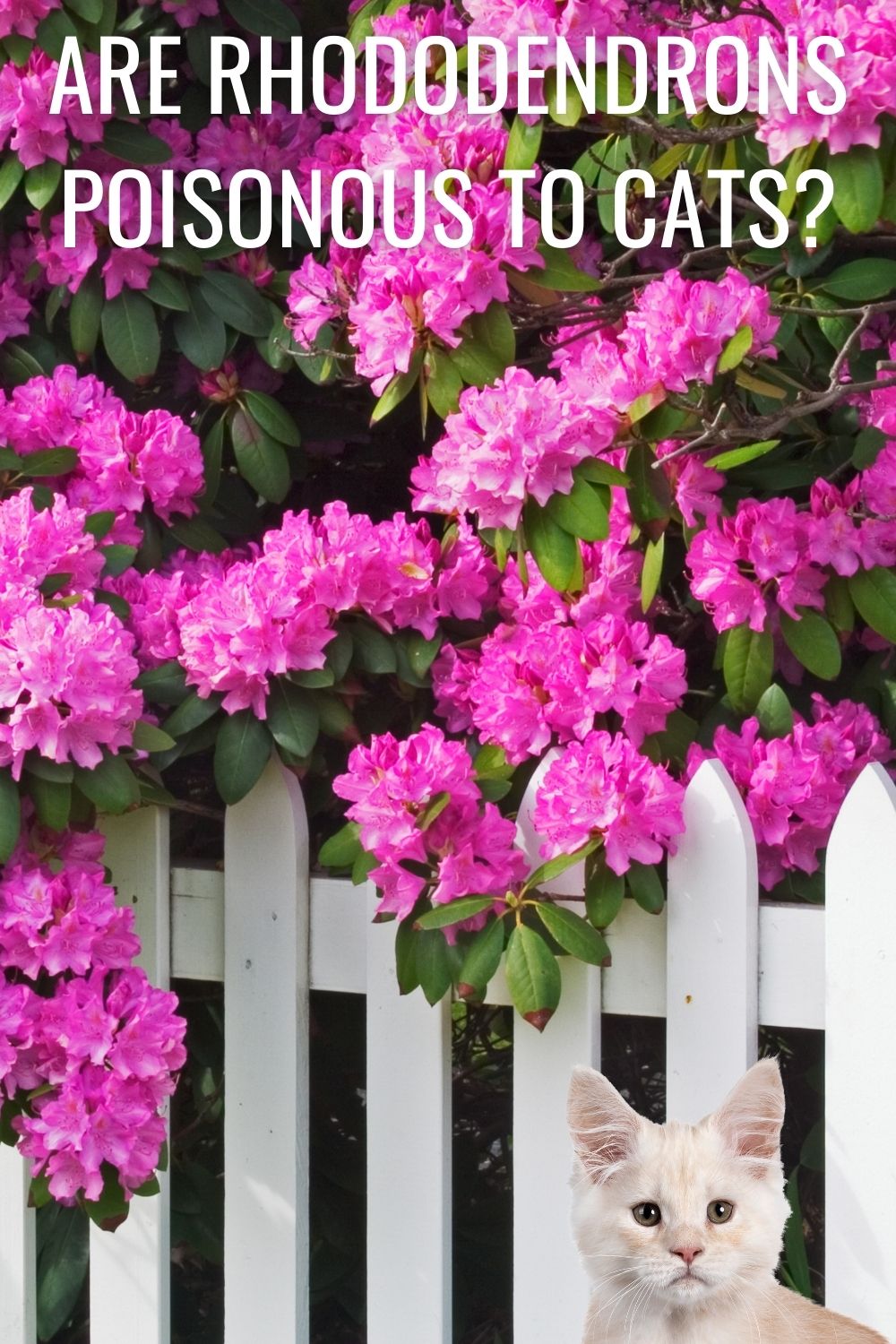 Are rhododendrons poisonous to cats?