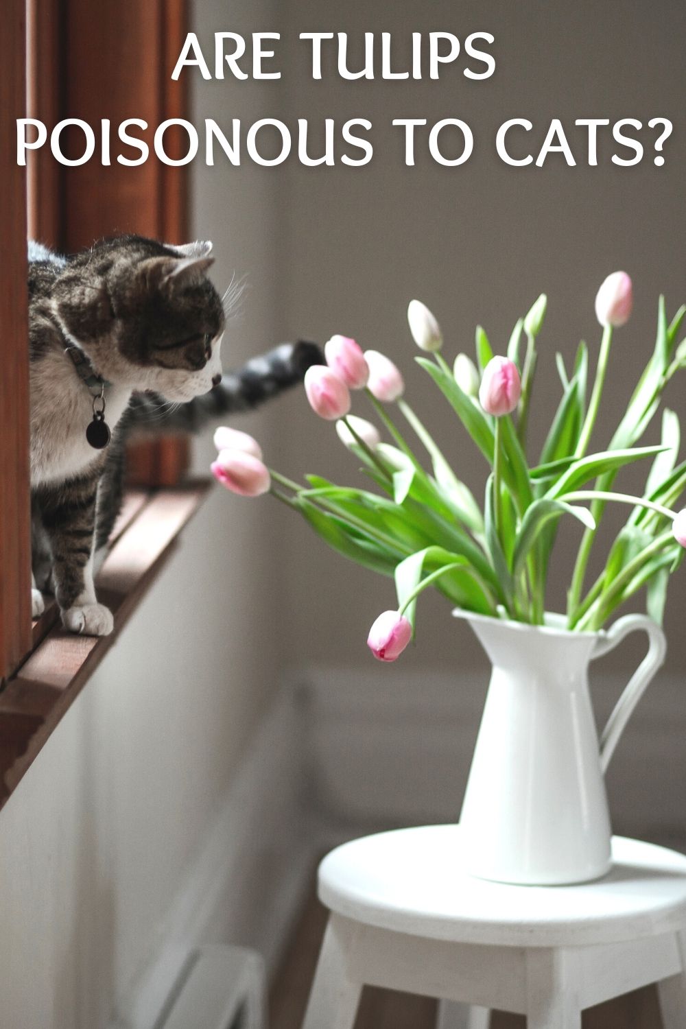 are tulips poisonous to cats?