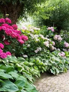 azalea companion plants