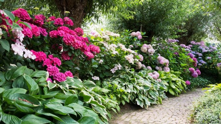 11 Delightful Companion Plants for Azaleas
