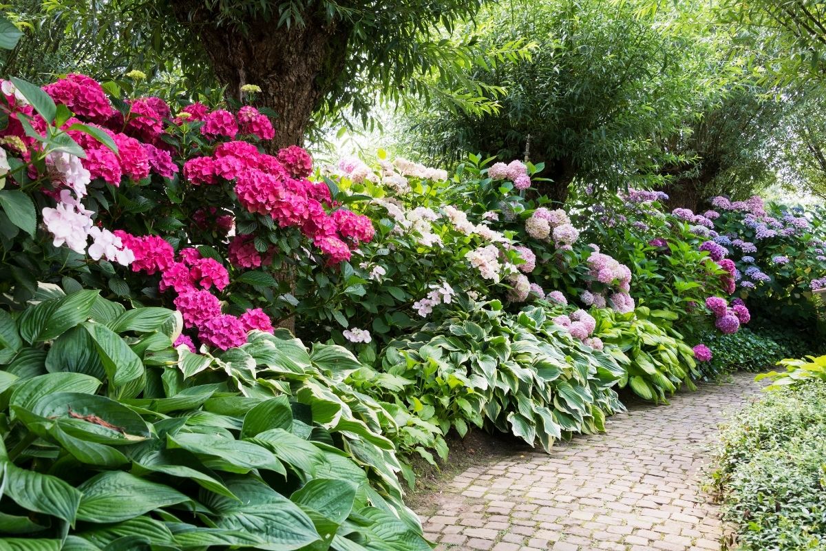 Image of Azalea and holly companion plants