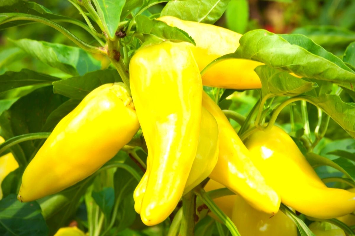 banana peppers