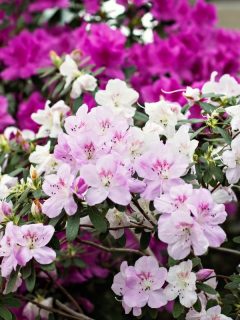 beautiful pink azalea flowers
