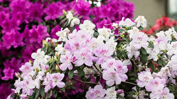 Are Azaleas Poisonous to Cats?