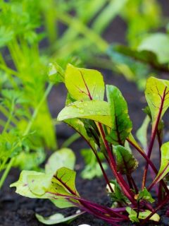 beets growing in the garden