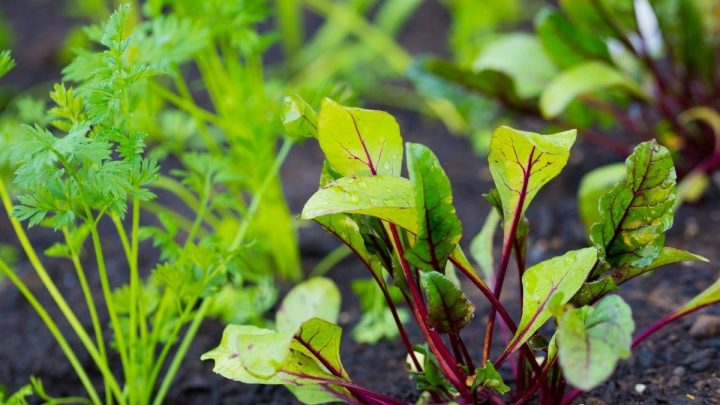 7 Best Companion Plants for Beets (And 4 to Avoid)