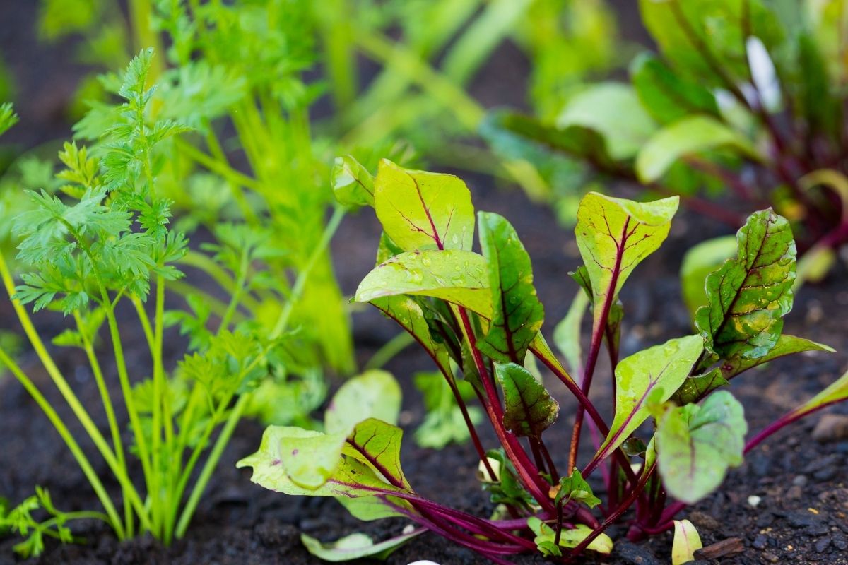 beets growing in the garden