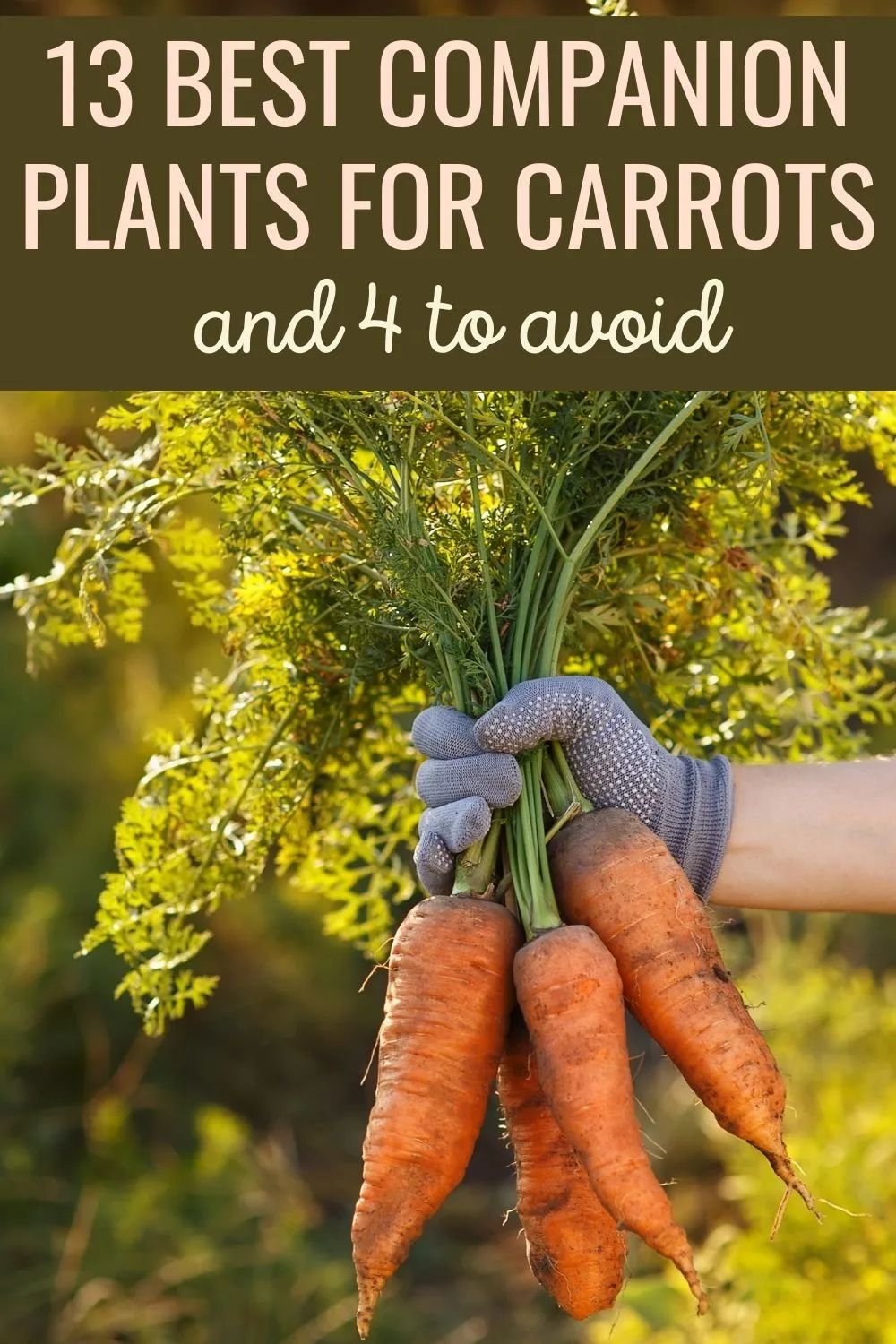 13 best companion plants for carrots and 4 to avoid