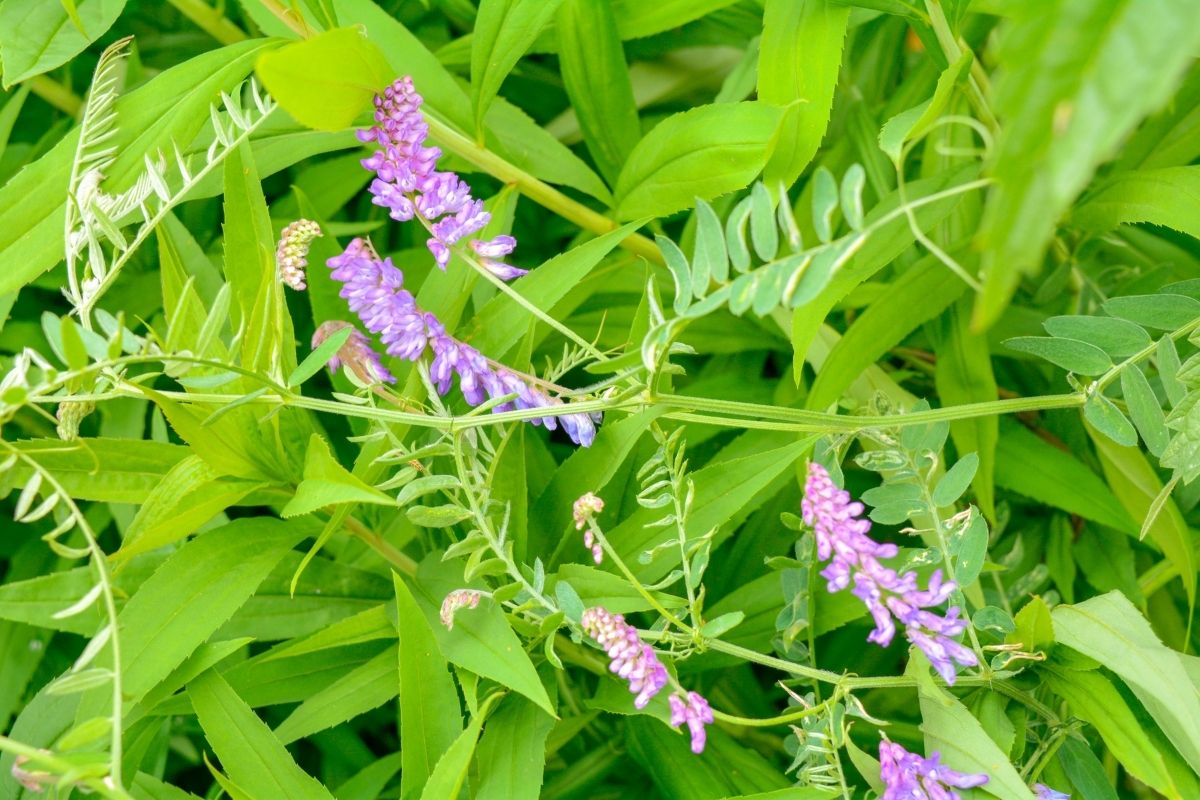 bird vetch flowers