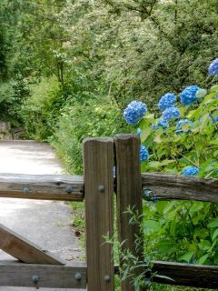 blue hydrangea behind a wooden fence