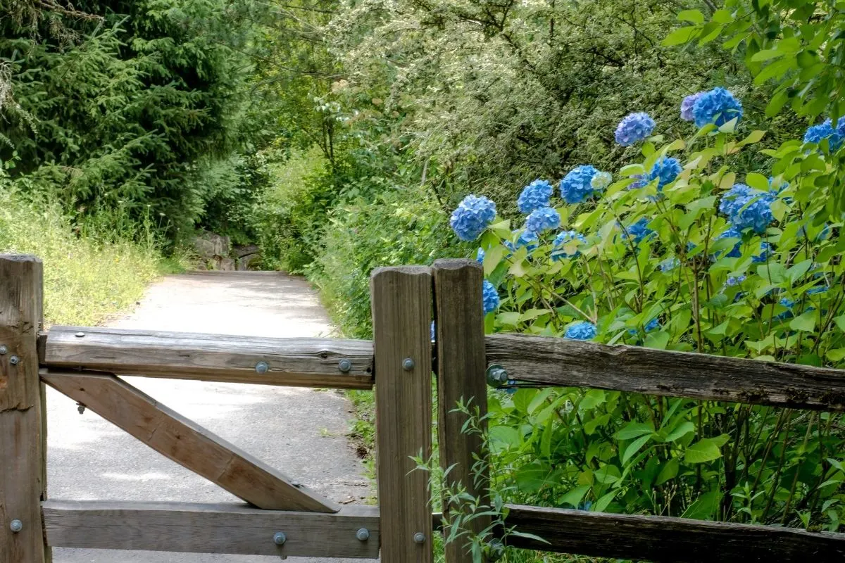 blue hydrangea behind a wooden fence