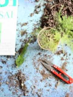 bonsai book and accessories