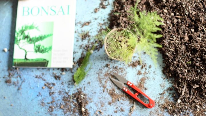 15 Best Bonsai Books For Beginners And Experts Alike