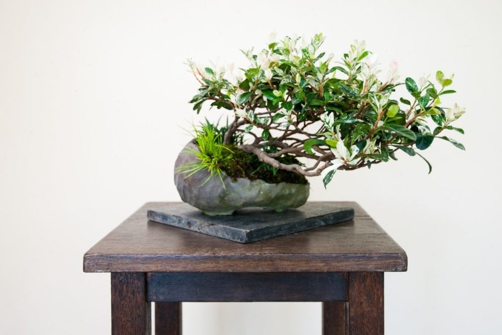 5 Types Of Bonsai Display Tables To Show Off Your Beautiful Tree