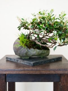 wooden bonsai display table