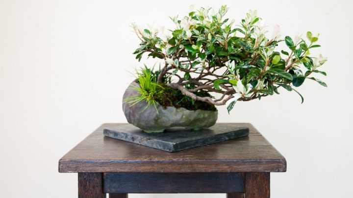 5 Types Of Bonsai Display Tables To Show Off Your Beautiful Tree