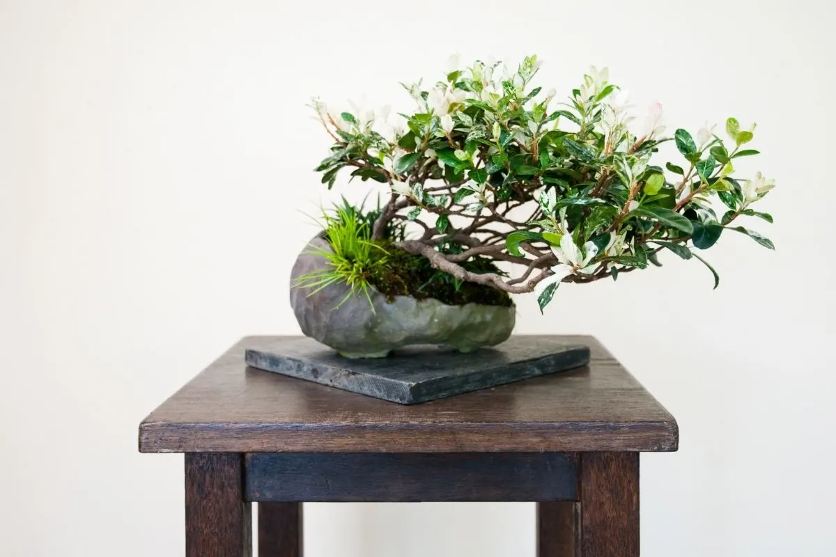 wooden bonsai display table