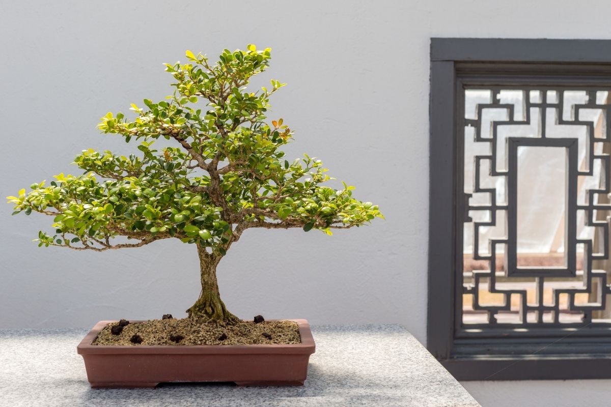 bonsai tree sitting by the front door