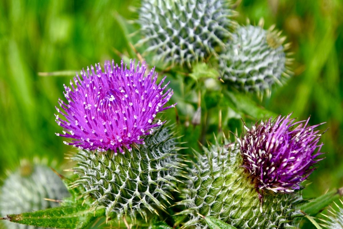 Bull thistle