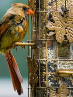 cardinal at the feeder