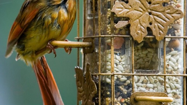 What Do Cardinals Eat? Easy Ways To Attract Them To Your Yard